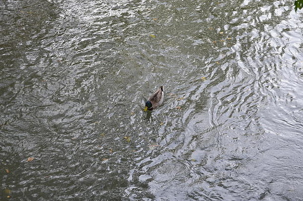 野鸭鸭子游泳溪斯威特沃特鸭公园斯威特沃特