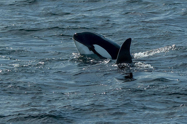 虎鲸杀手鲸鱼设得兰群岛苏格兰