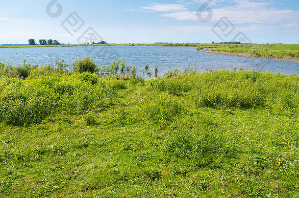 景观圩田沼泽草岛上岛哈林弗利特河口南荷兰荷兰
