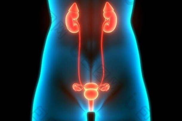 女生殖系统紧张系统尿膀胱解剖学