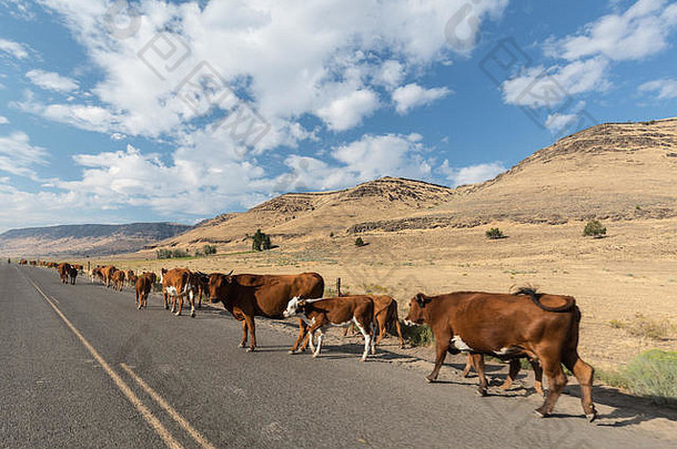 牲畜走路牛开车卡特洛俄勒冈州