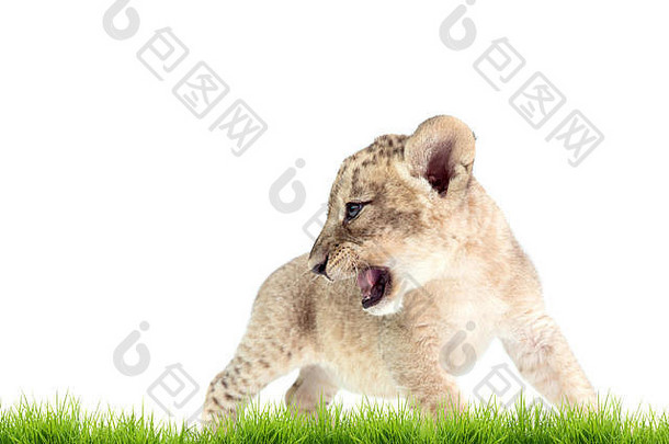 婴儿狮子豹属利奥绿色草孤立的白色背景