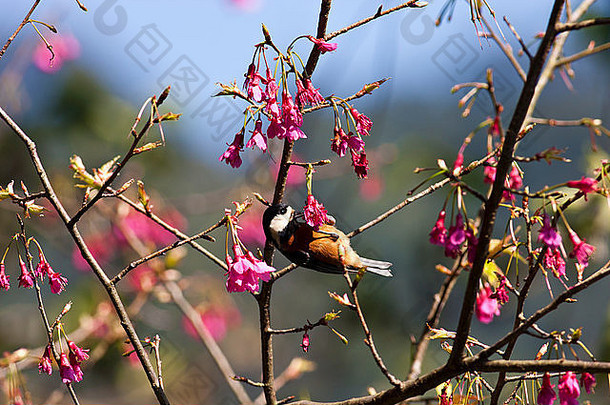 多种多样的乳头粉红色的樱桃花朵森林parus瓦里乌斯