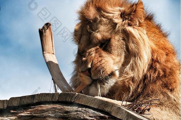 狮子吃坚持