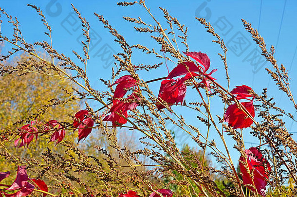 明亮的红色的藤本植物叶子干草可爱的秋天万里无云的一天