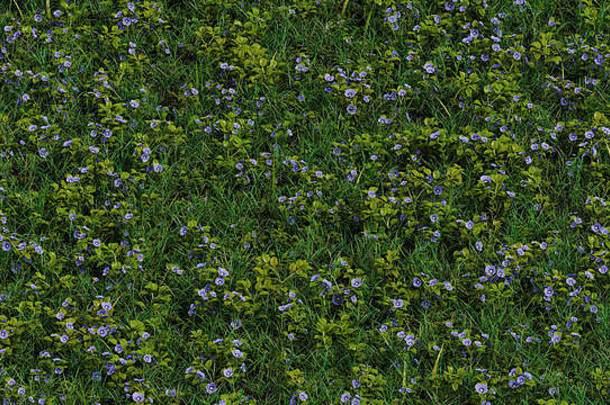 视图场野生草很多薰衣草婆婆纳属的植物花