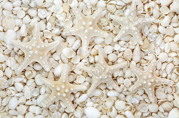 海星白色海贝分类形成摘要背景