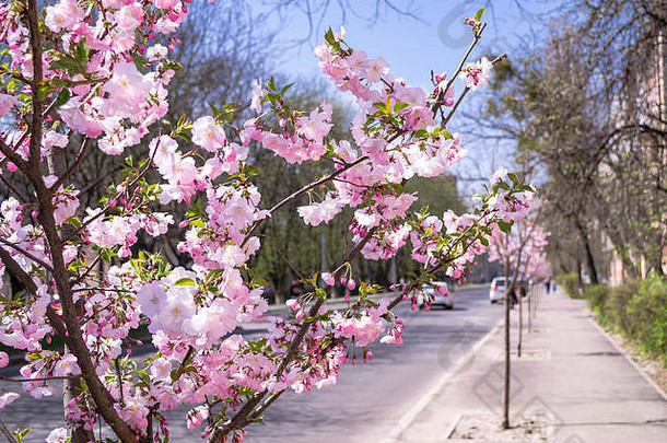 粉红色的樱花花特写镜头模糊街背景温暖的阳光明媚的春天一天