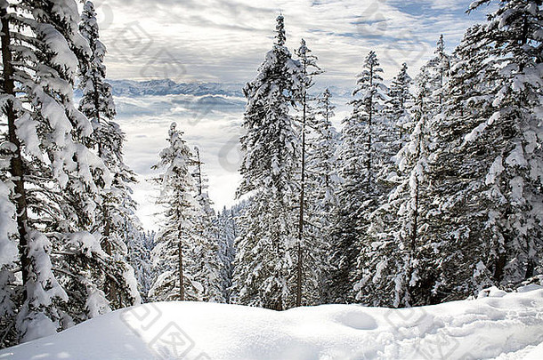 冬天森林阿尔卑斯山脉曾奥地利欧洲