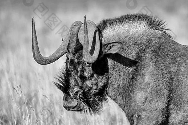 黑色的羚羊的一种南部非洲稀树大草原