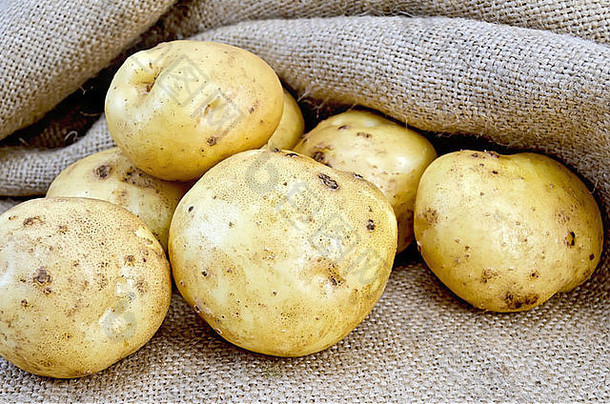 桩黄色的土豆块茎粗麻布背景