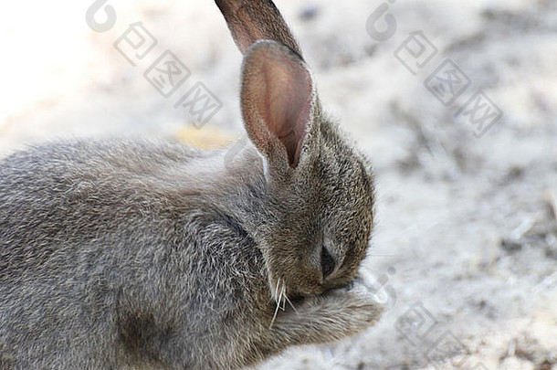 野生兔子长耳朵清洁动物的鼻口