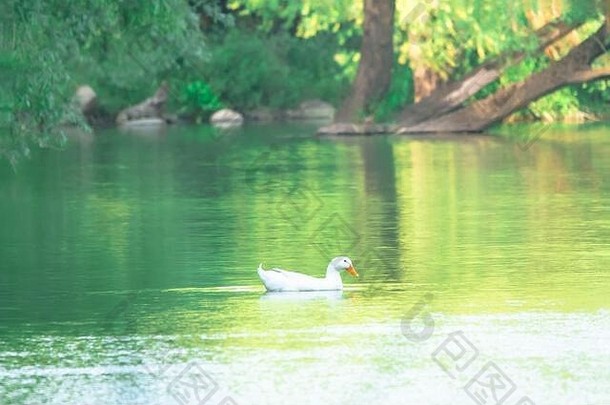 美丽的自然景观夏天绿色树湖可爱的野生鸭