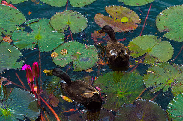 鸭子游泳池塘完整的水百合吃植物花温暖的明亮的下午