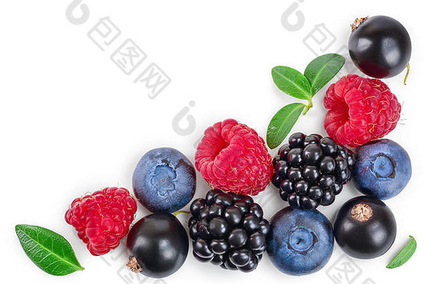 黑莓蓝莓树莓黑色的醋栗孤立的白色背景复制空间文本前视图平躺模式