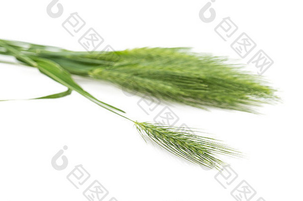 白色背景绿色草孤立的特写镜头植物大麦小<strong>穗</strong>