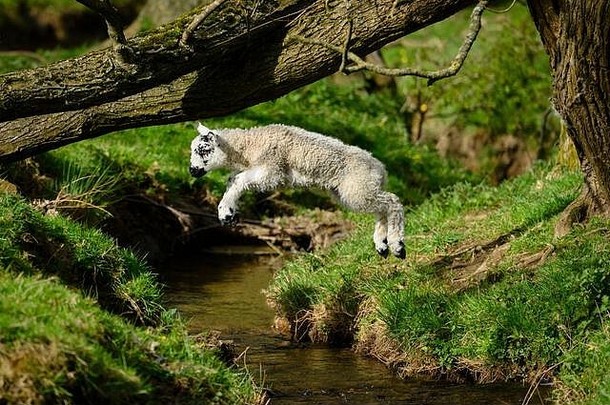小可爱的无所畏惧的活泼的羊肉婴儿羊空中跳流动水流农场场春天约克郡英格兰