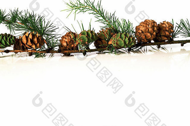圣诞节装饰群欧洲落叶松树落叶松属落叶松视锥细胞孤立的白色背景