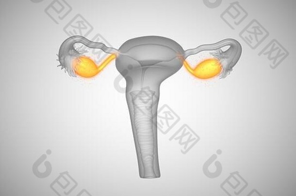 插图女健康器官卵巢子宫颈