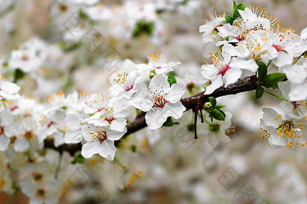 特写镜头视图开花杏树阳光明媚的一天在户外春天