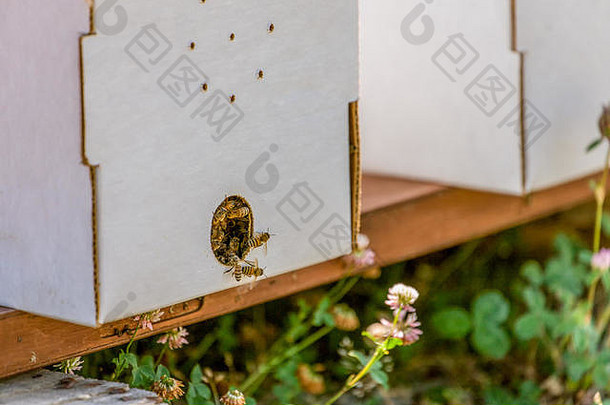 枫木谷华盛顿美国起动器蜂房帧包括女王蜜蜂白色草坪上三叶草