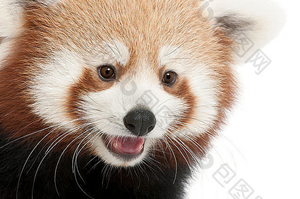 特写镜头年轻的红色的熊猫闪亮的猫ailurus富尔根个月前面白色背景
