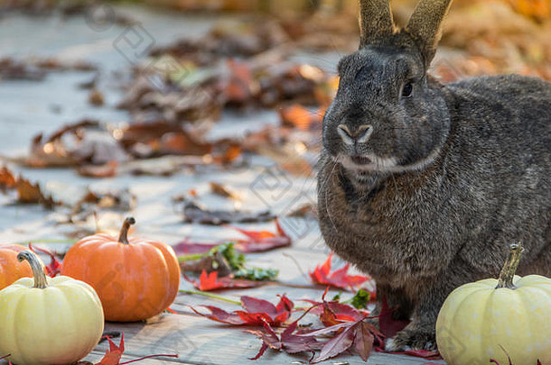 秋天南瓜色彩斑斓的叶子木木板<strong>可爱</strong>的灰色的兔子