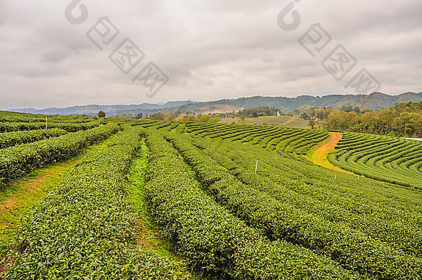 choui方茶种植园