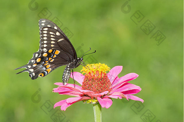 黑色的燕尾服蝴蝶喂养粉红色的Zinnia夏天花园