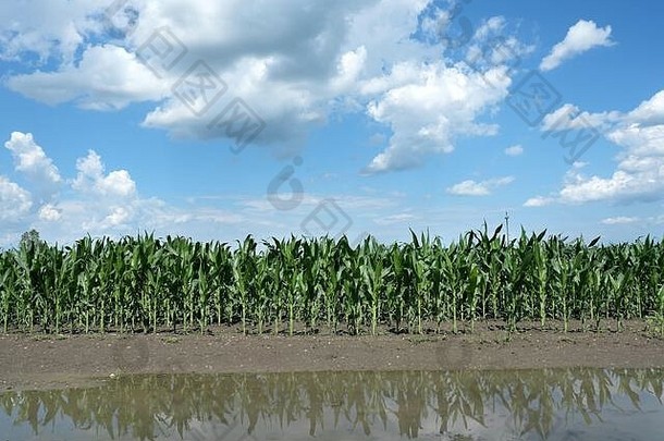 年轻的绿色玉米植物泥水场损坏的洪水蓝色的天空云农业春天