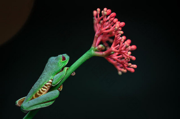 红眼的树青蛙红眼卡利德里亚斯科斯塔黎加