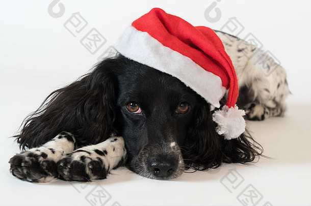 美丽的女猎犬红色的帽圣诞老人老人白色背景