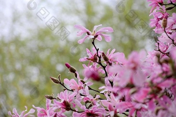木兰loebneri伦纳德梅塞尔粉红色的明星形状的木兰完整的布鲁姆春天
