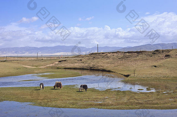 放牧牦牛巨大的湿地青海中国