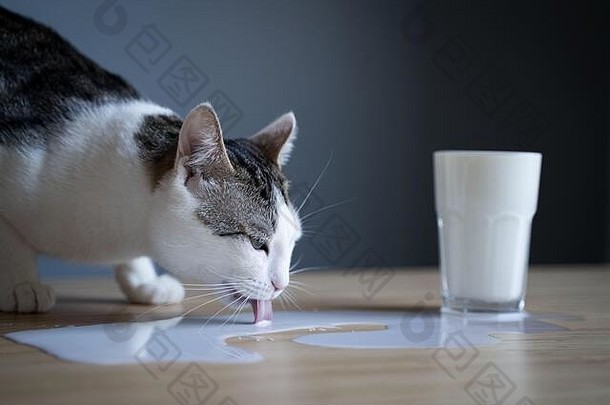 前面视图特写镜头白色猫舔牛奶泄漏水坑玻璃木表格