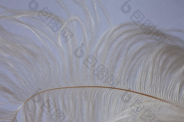 白色精致的鸵鸟羽毛