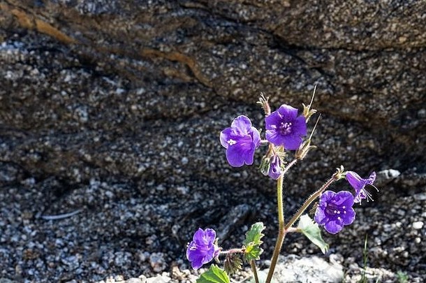 坎特伯雷钟小明亮的蓝色的紫色的春天年度两年一次野花关闭干旱宽容本地的植物