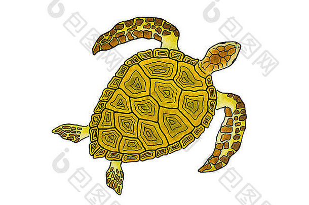 孤立的画黄色的海乌龟