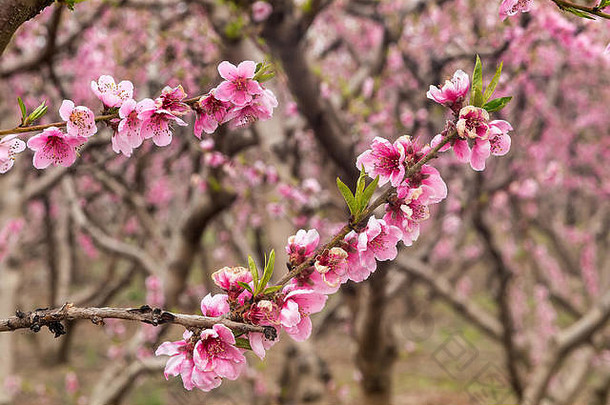 果园桃子树盛开春天平原委北部希腊