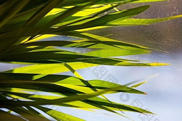 狭窄的棕榈叶子室内植物窗口放模糊的背景