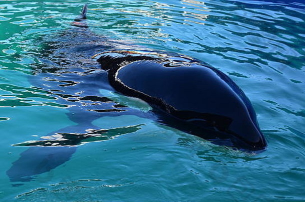 迈阿密佛罗里达美国1月杀手鲸鱼