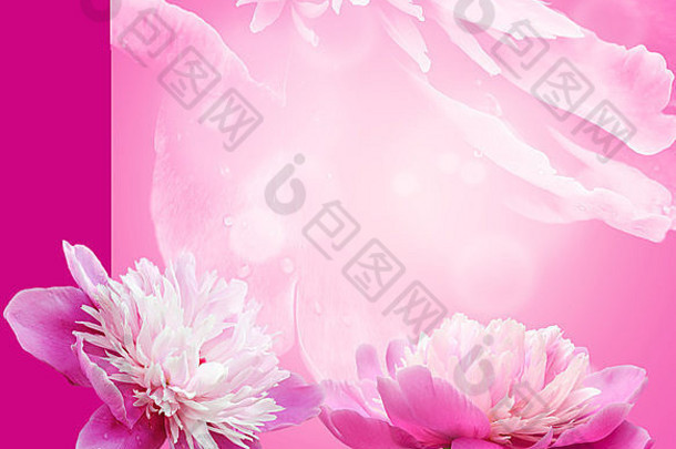 美丽的粉红色的牡丹花园浅部门场软艺术