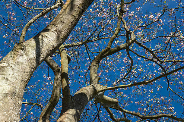 成熟的木兰维奇“彼得维奇的蓝色的春天天空