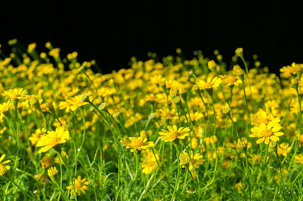 自然新鲜的黄色的thymophylla花场野生黑色的背景复制空间