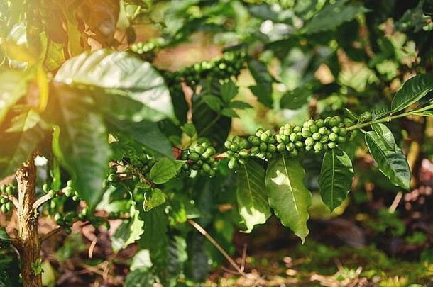 新鲜的咖啡浆果日益增长的树分支机构关闭视图