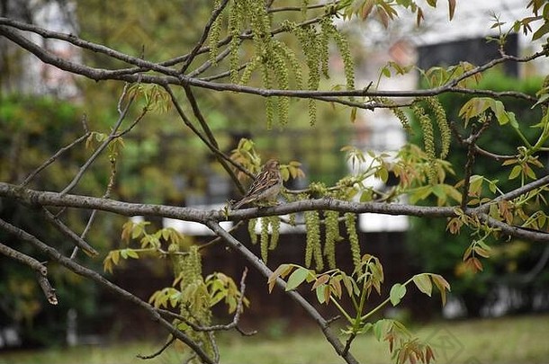 水平分支胡桃木年轻的叶子花站孤独的麻雀