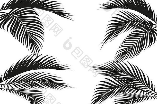 形式热带黑色的白色棕榈叶子孤立的白色背景插<strong>图</strong>