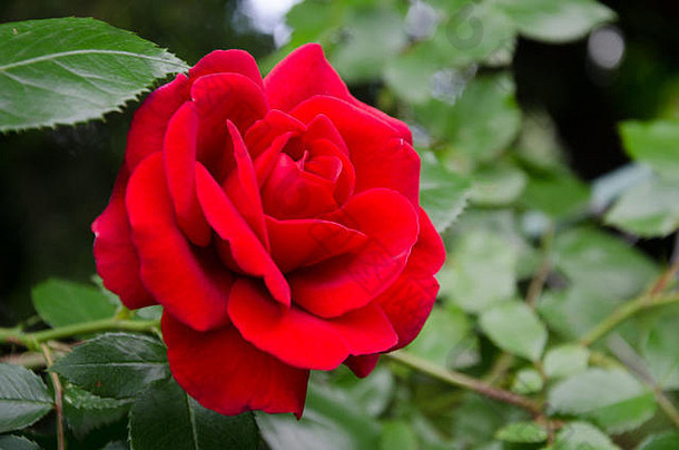 绕组花园玫瑰红色的天鹅绒花绿色叶子