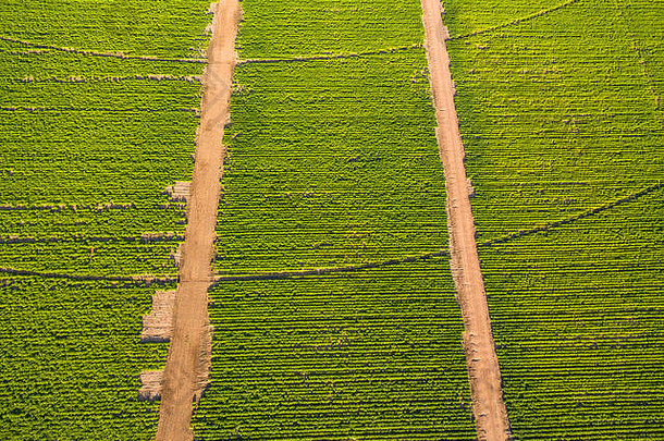 糖豆作物商业农场津巴布韦