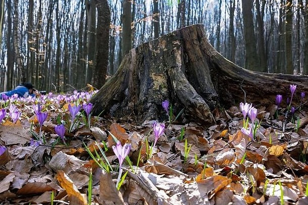 番红花属花树桩森林美野生紫色的盛开的春天